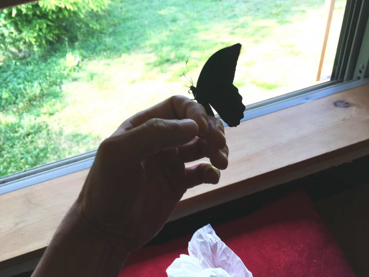 アゲハの羽化