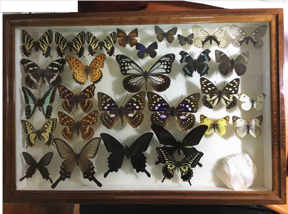蝶の標本