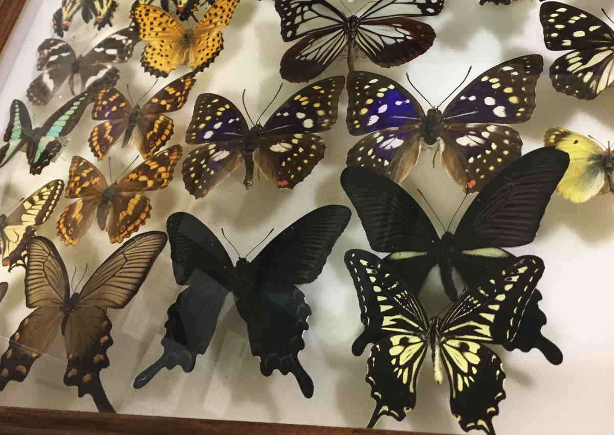蝶の標本