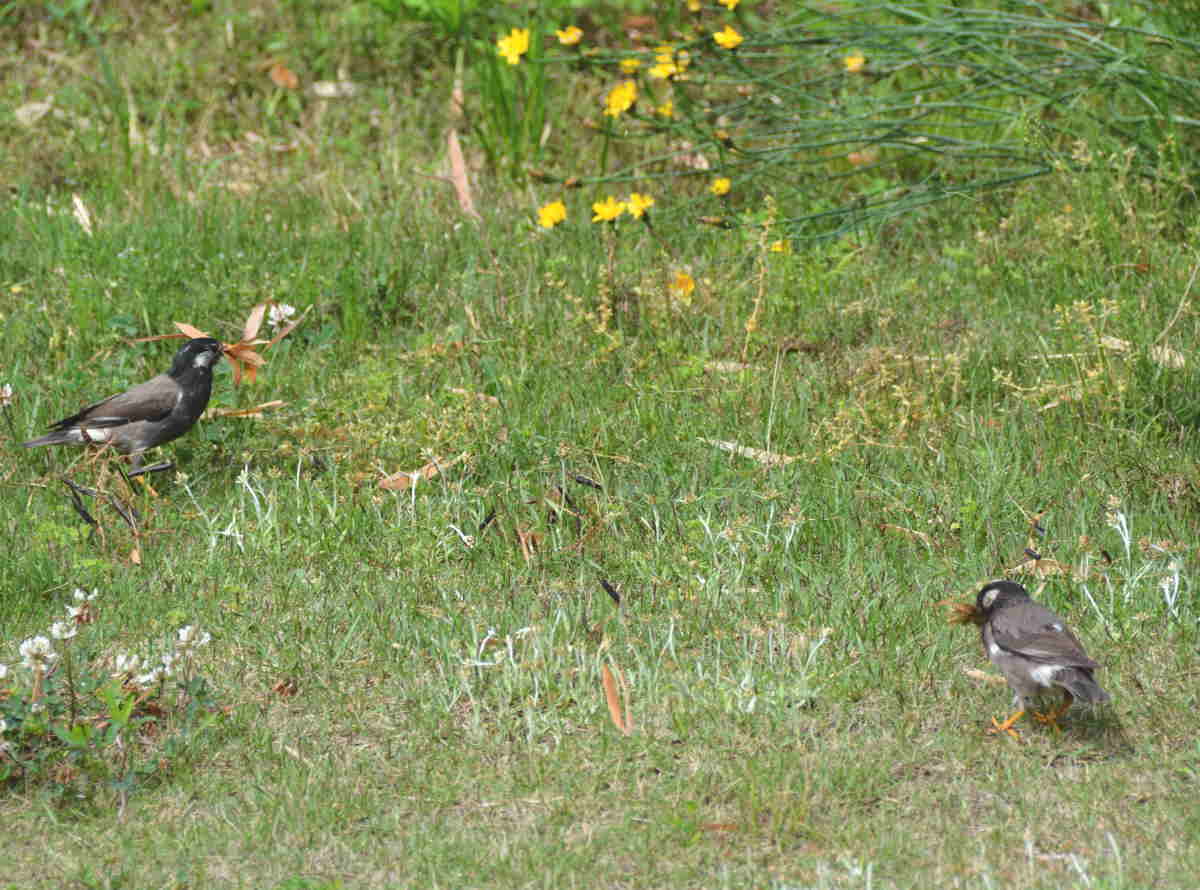 ムクドリの夫婦