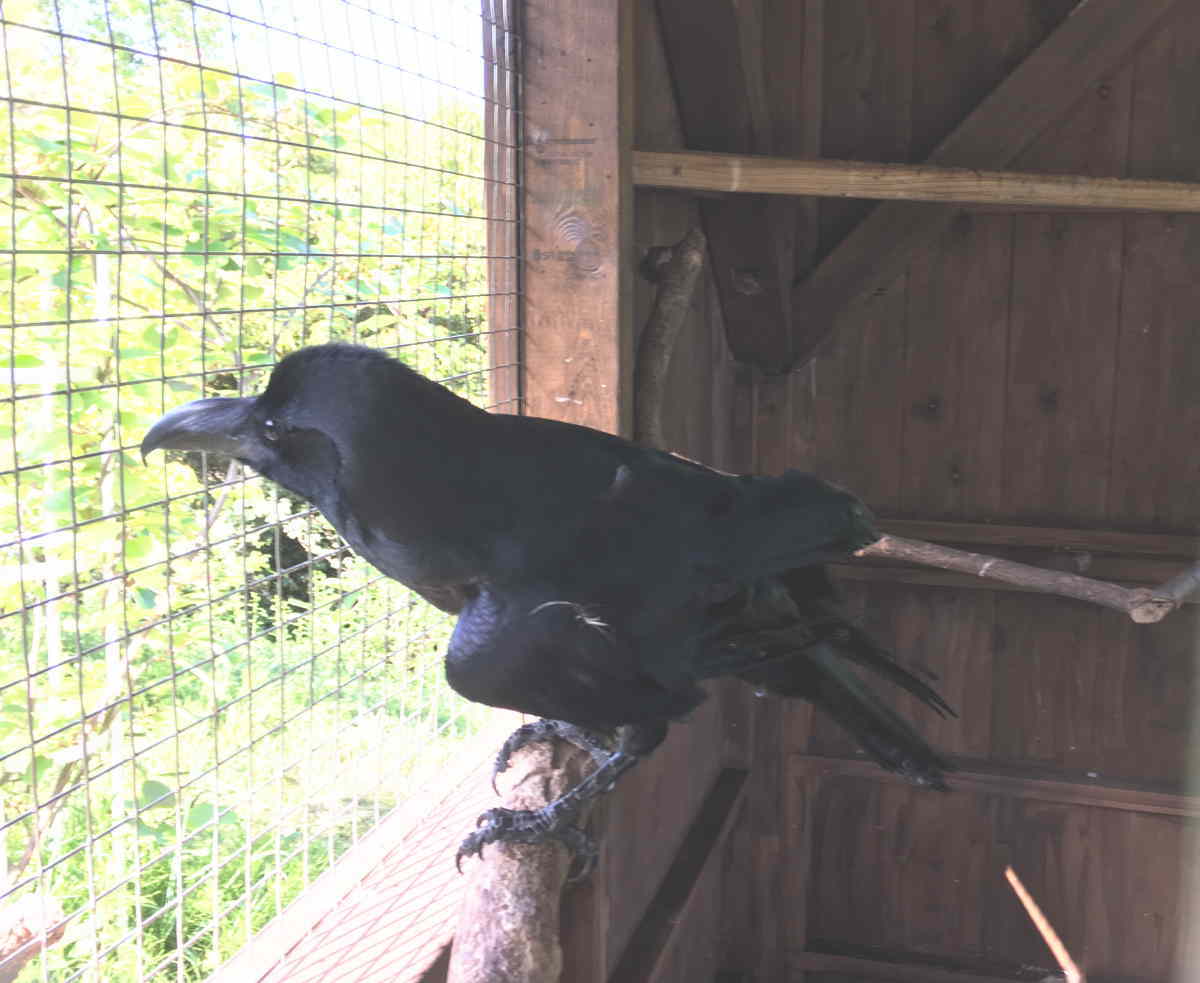 ハシブトガラス