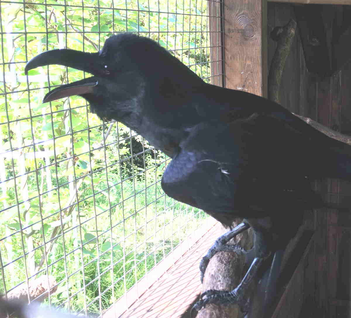 ハシブトガラス