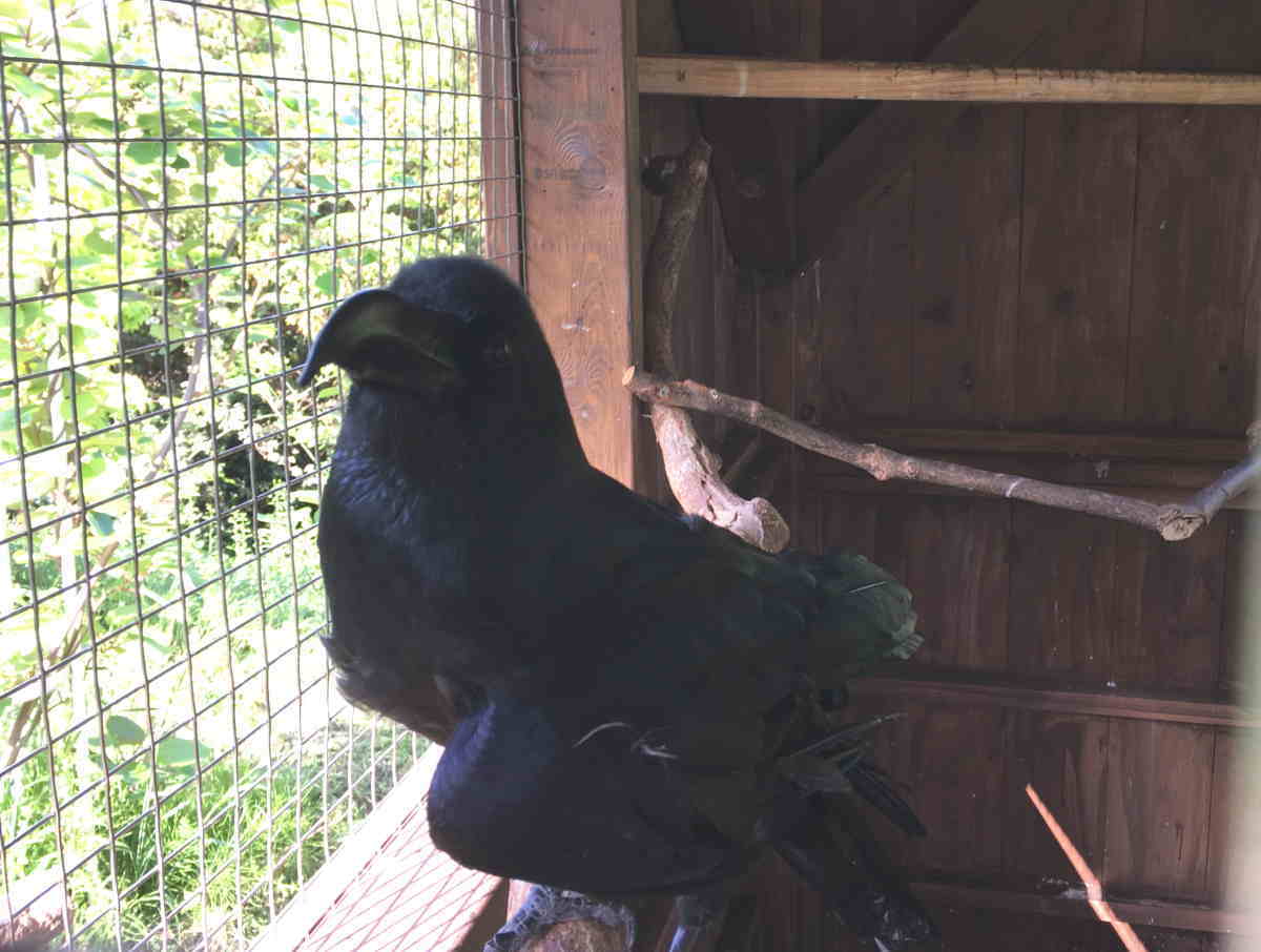 ハシブトガラス