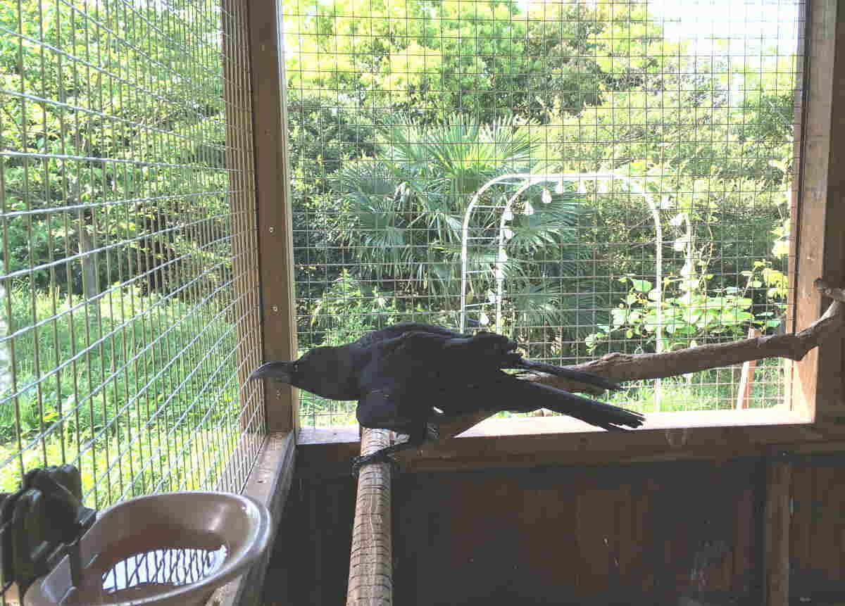 ハシブトガラス