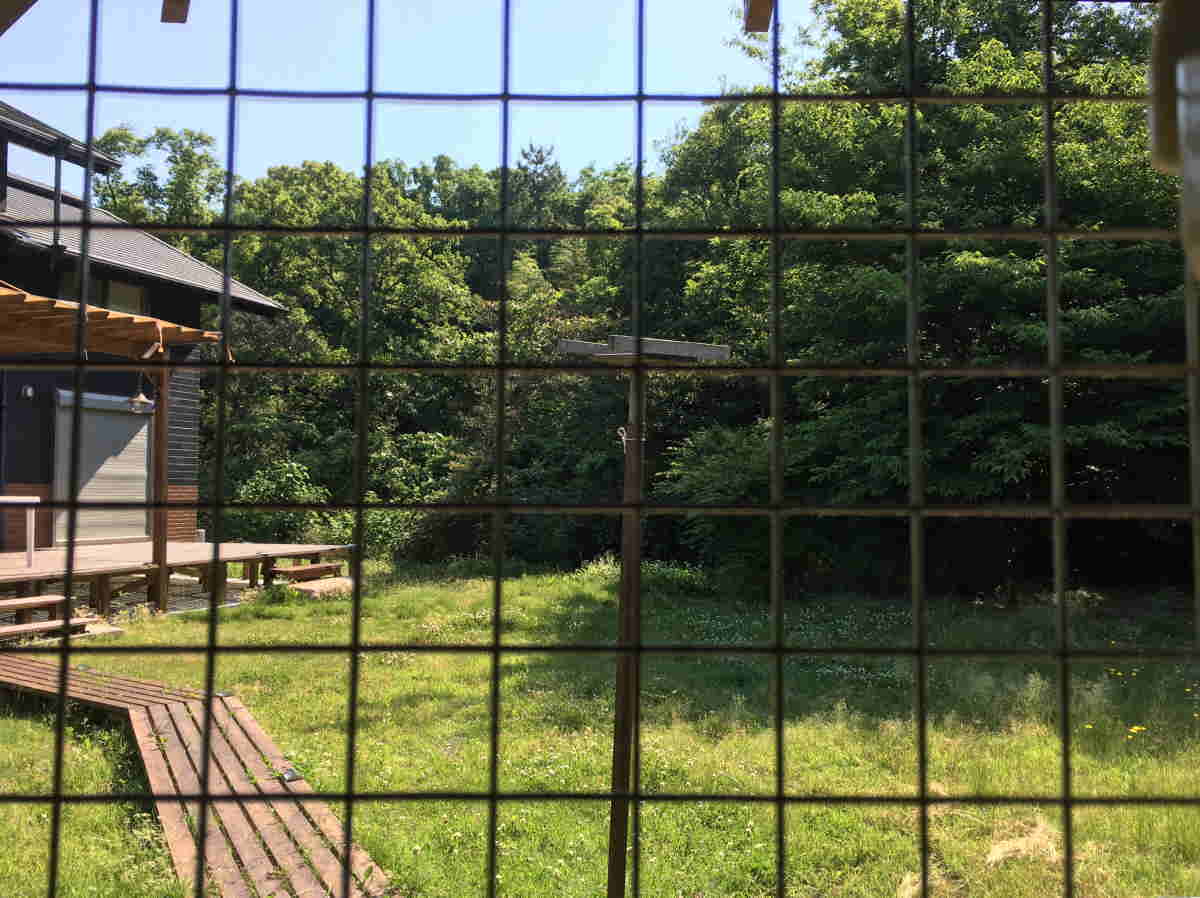 ハシブトガラス