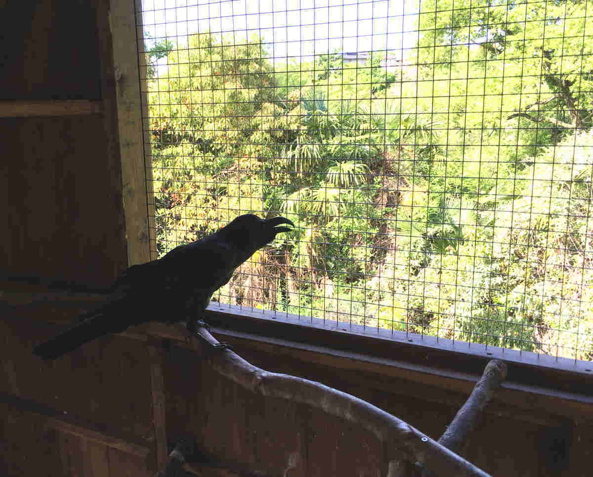 ハシブトガラス