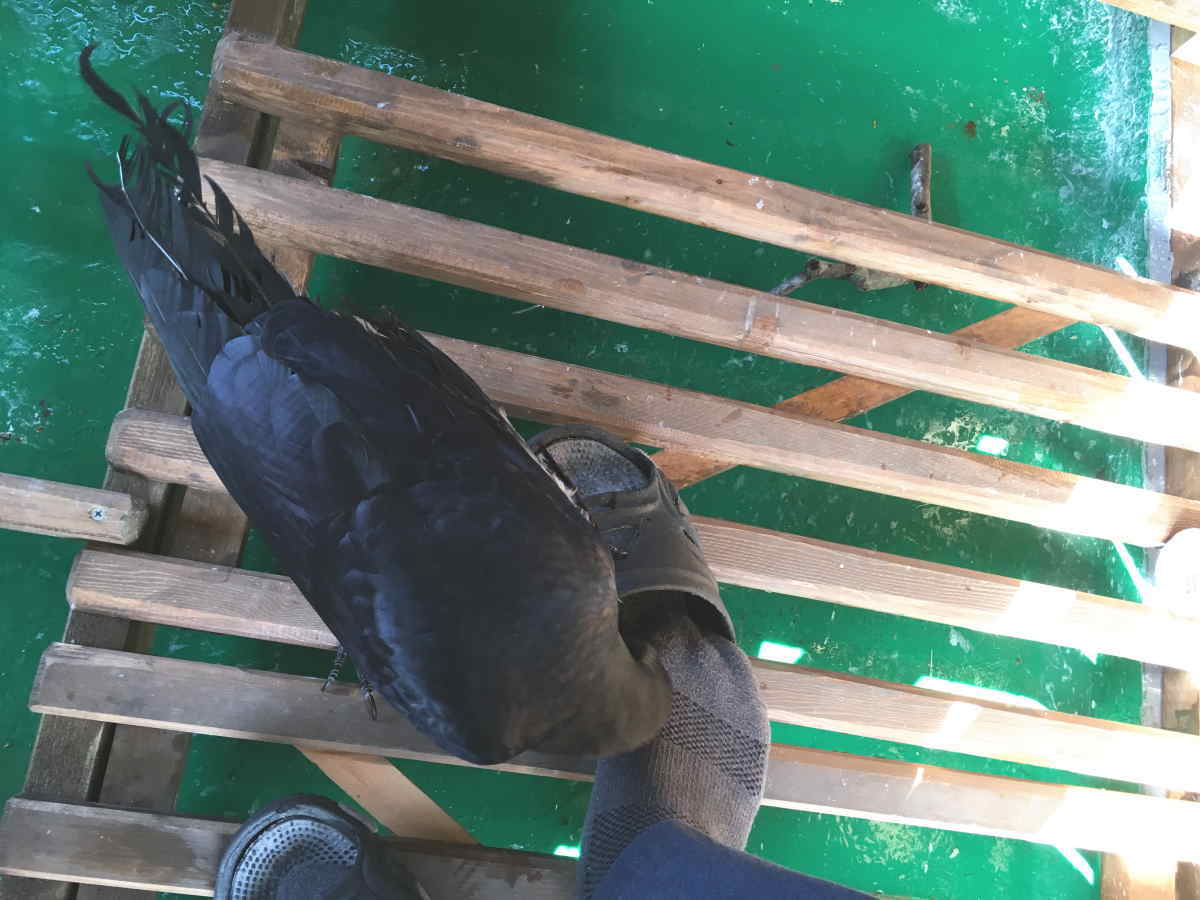 ハシブトガラス