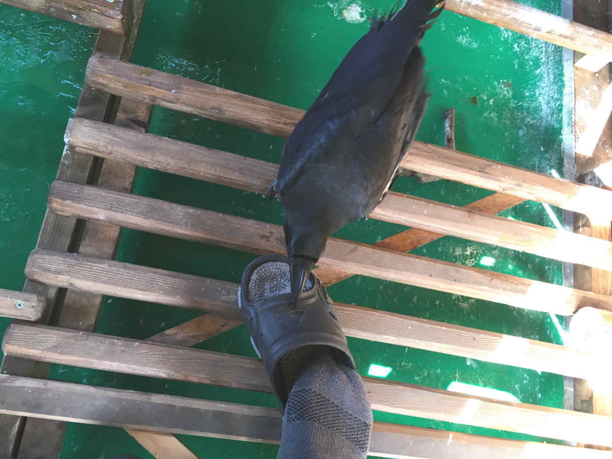 ハシブトガラス