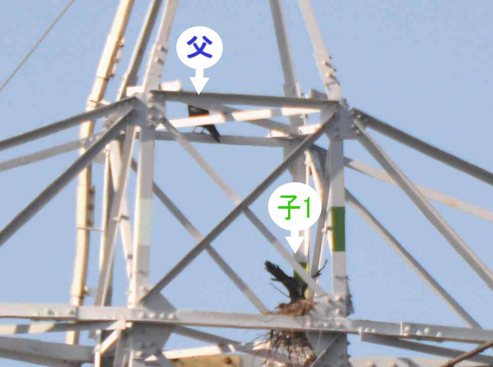 カラスの巣立ち