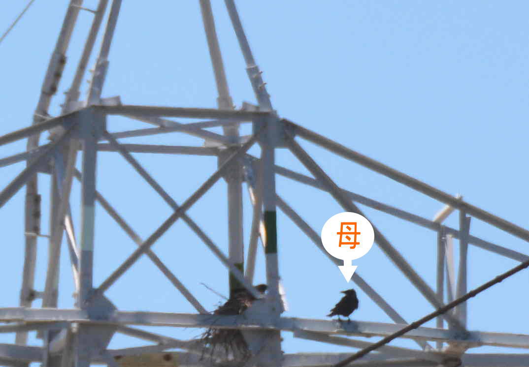 カラスの巣立ち