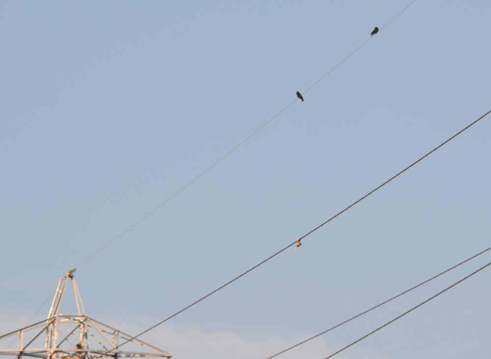 カラスの巣立ち