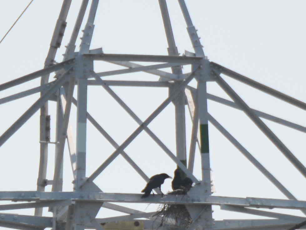 カラスの巣立ち