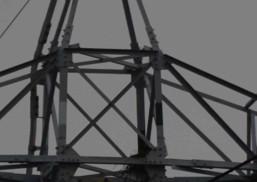 カラスの巣立ち