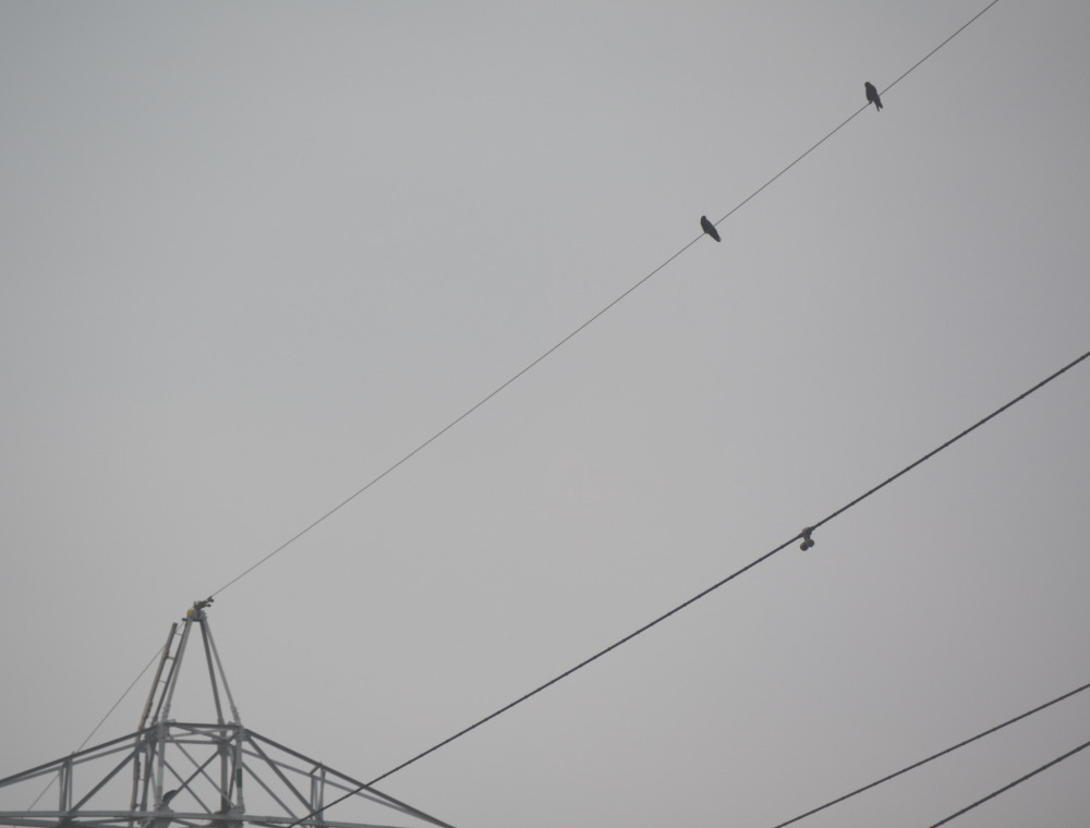 カラスの巣立ち