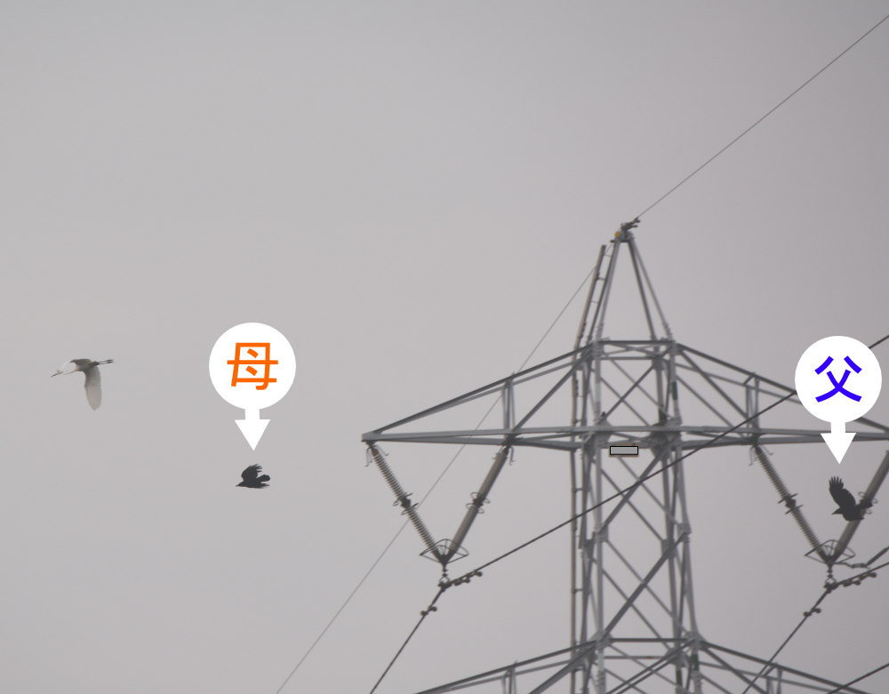 カラスの巣立ち