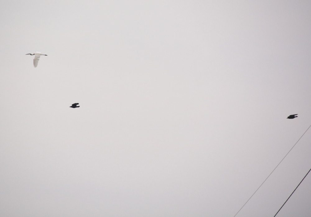 カラスの巣立ち