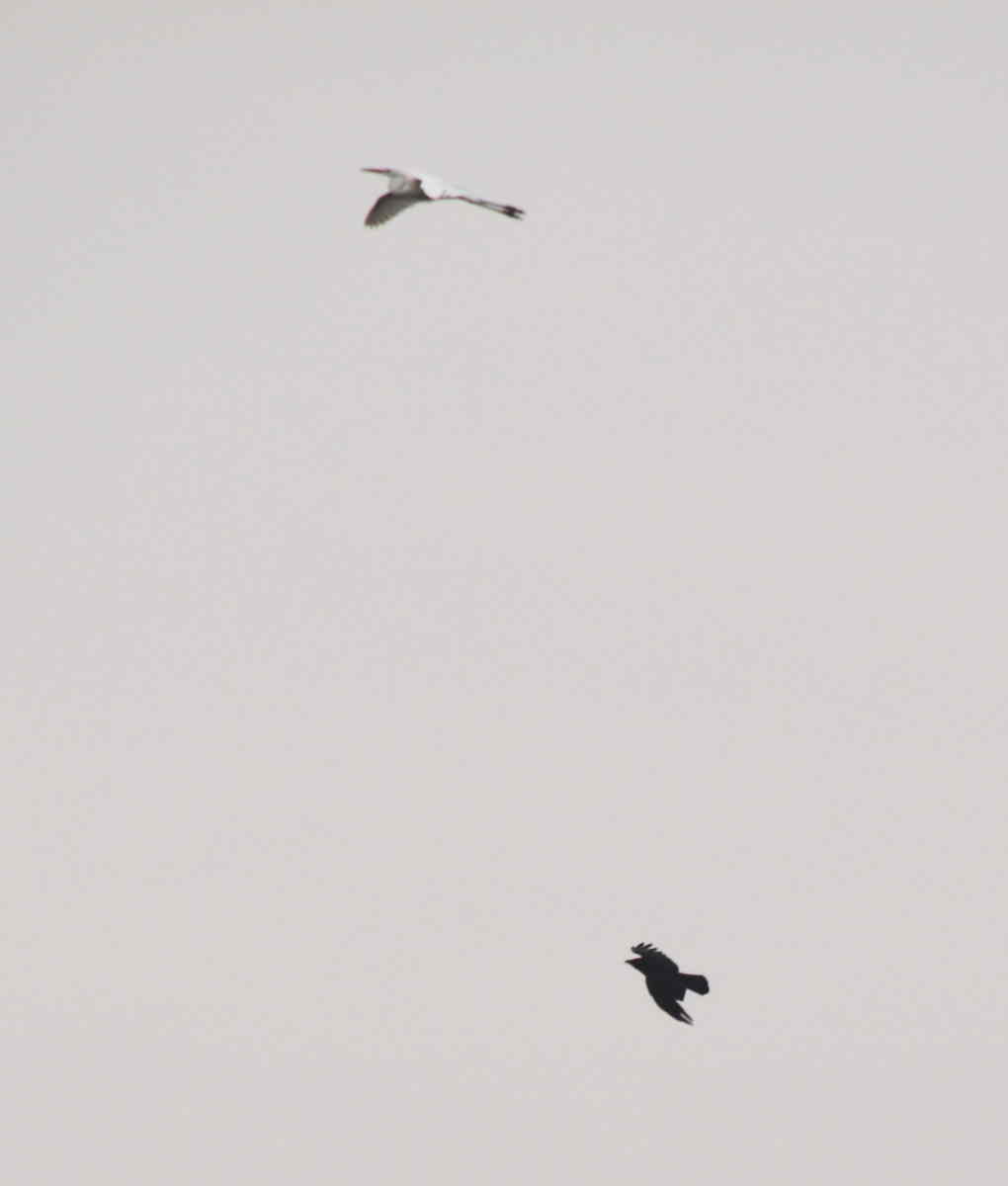 カラスの巣立ち