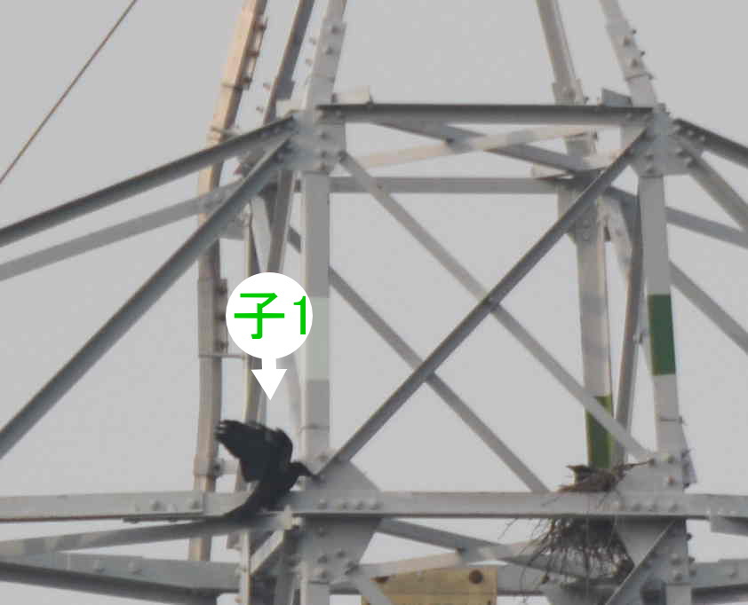 カラスの巣立ち