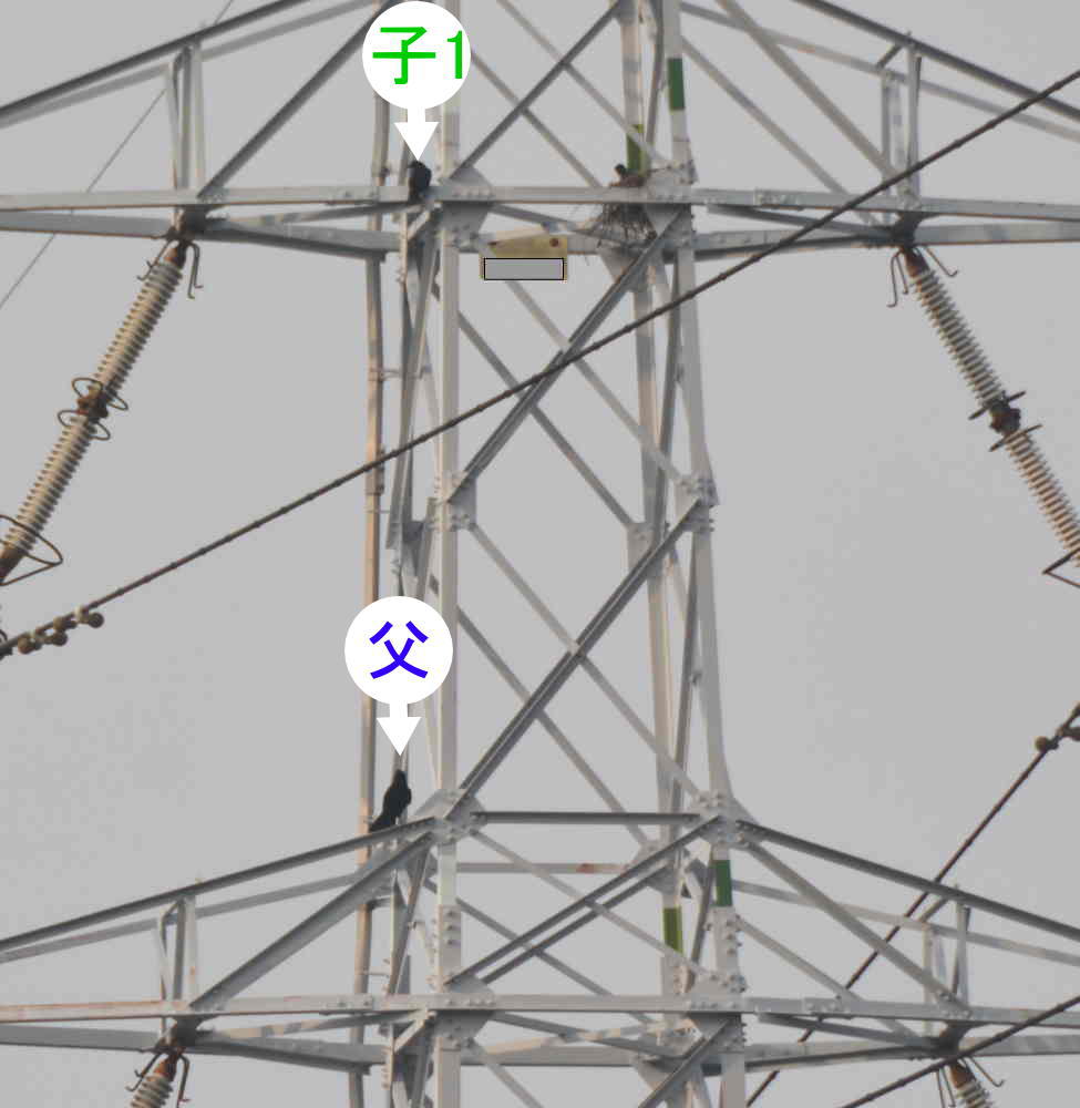 カラスの巣立ち