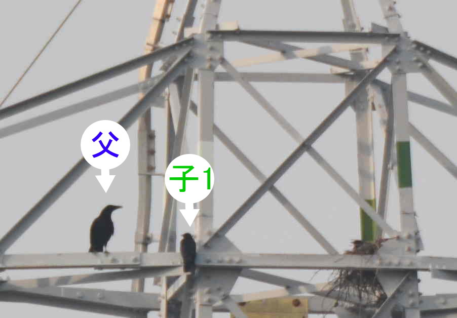 カラスの巣立ち