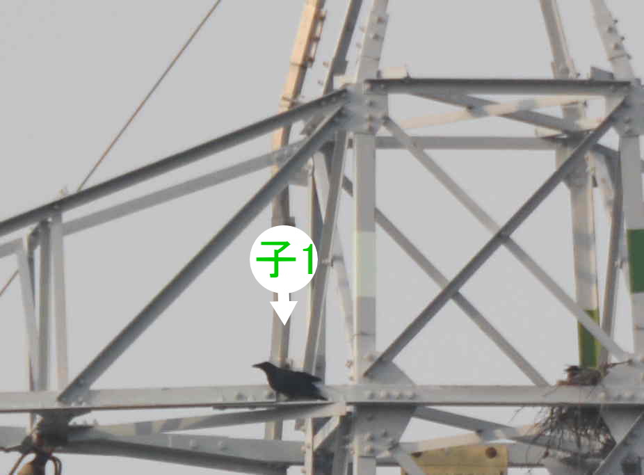 カラスの巣立ち