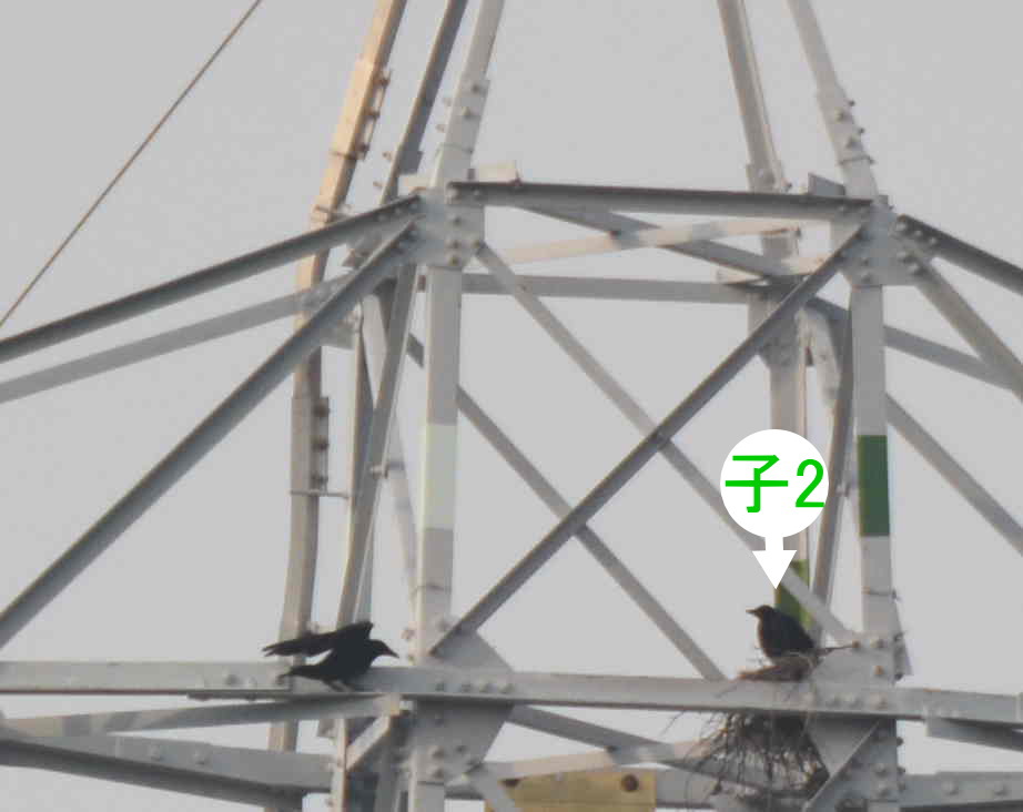 カラスの巣立ち