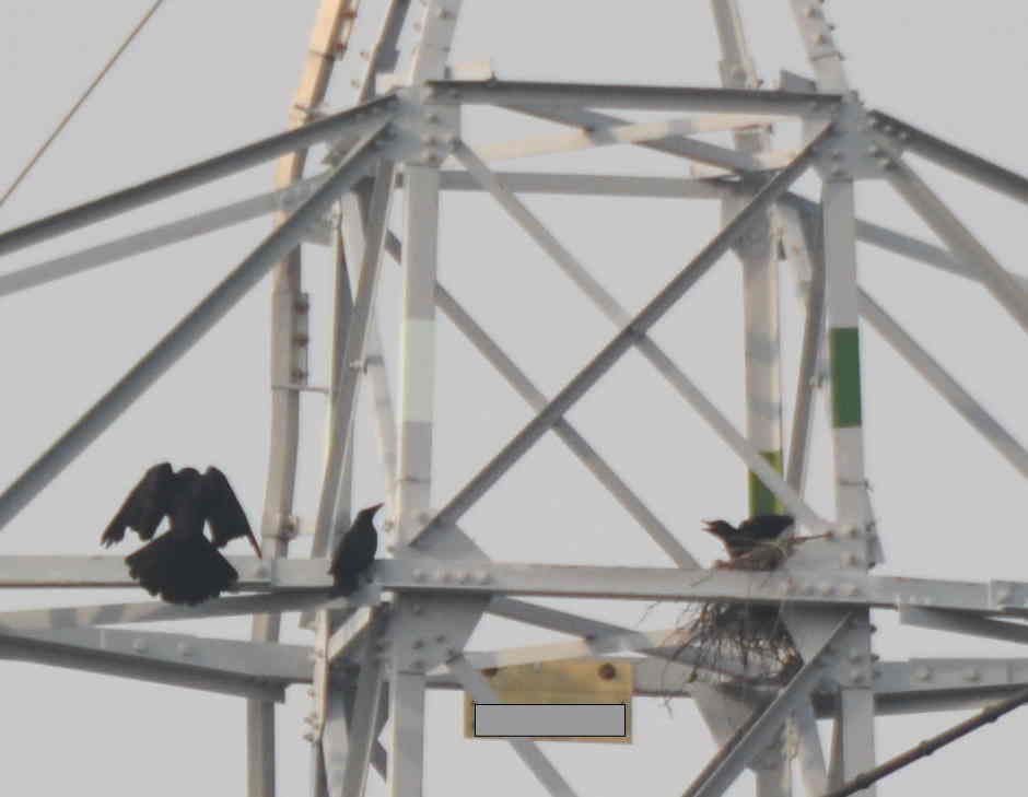 カラスの巣立ち