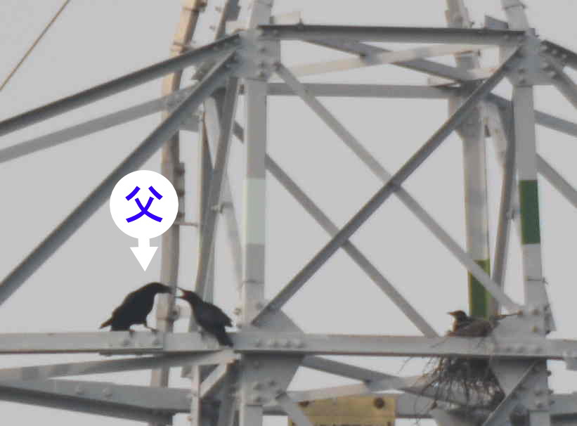 カラスの巣立ち