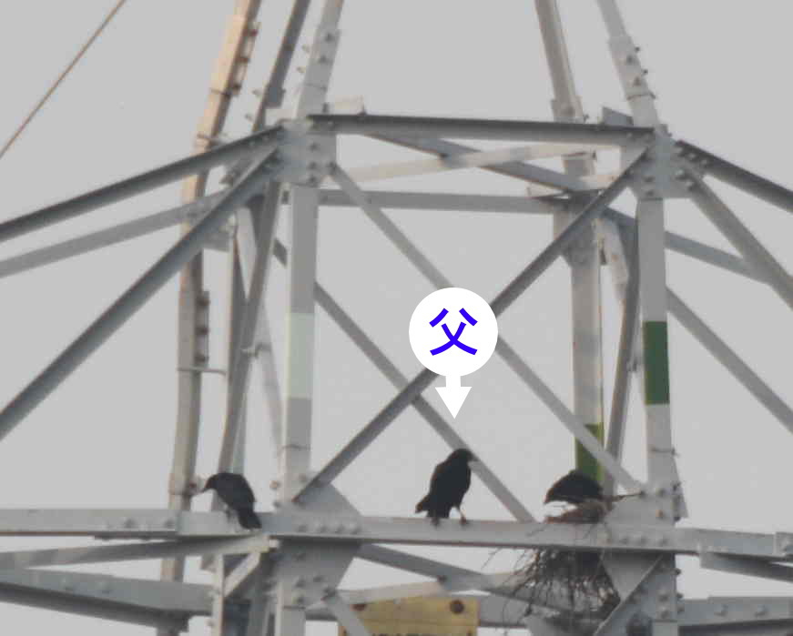 カラスの巣立ち