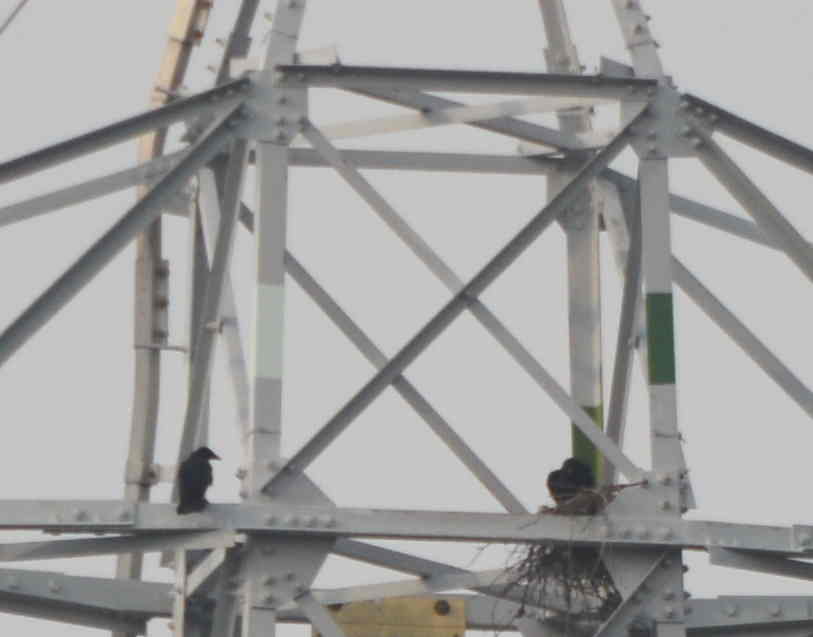 カラスの巣立ち