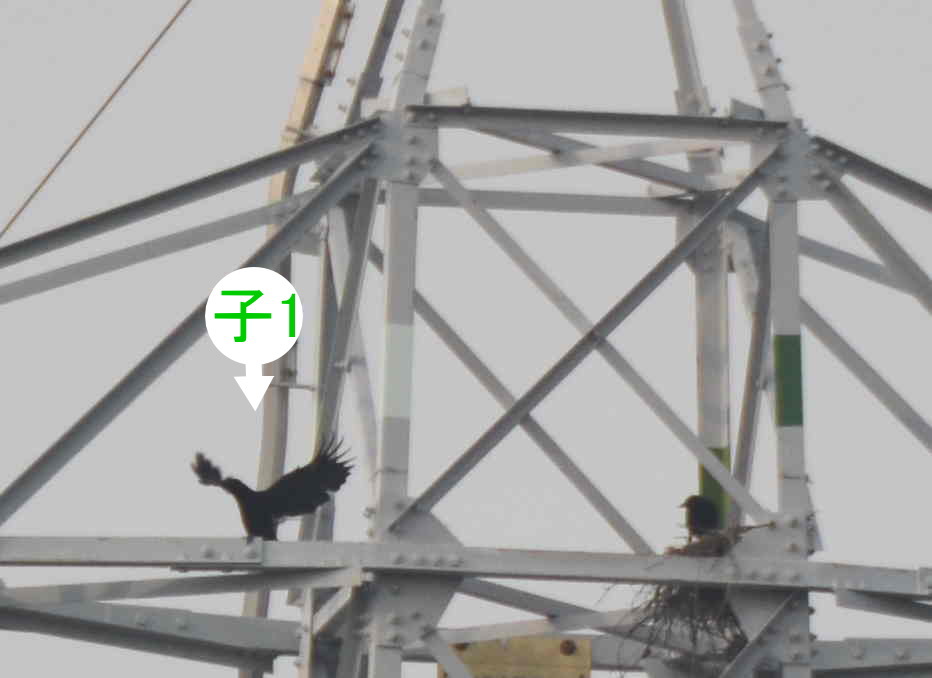 カラスの巣立ち