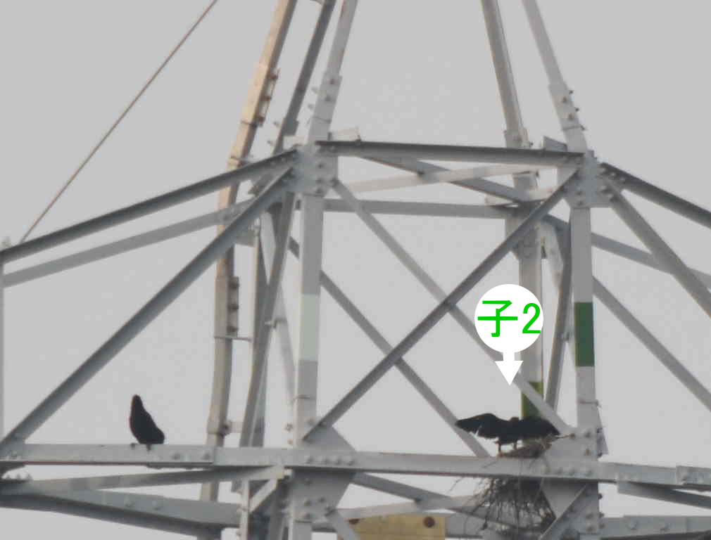 カラスの巣立ち