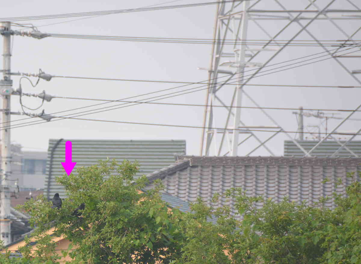 カラスの巣立ち