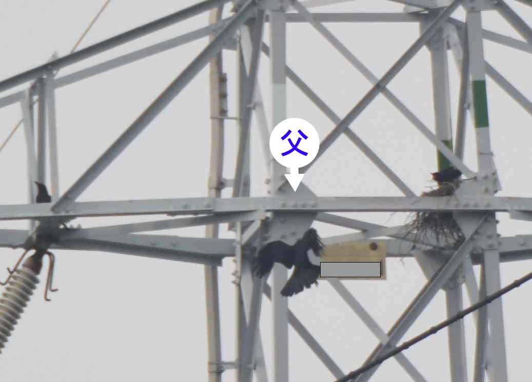 カラスの巣立ち