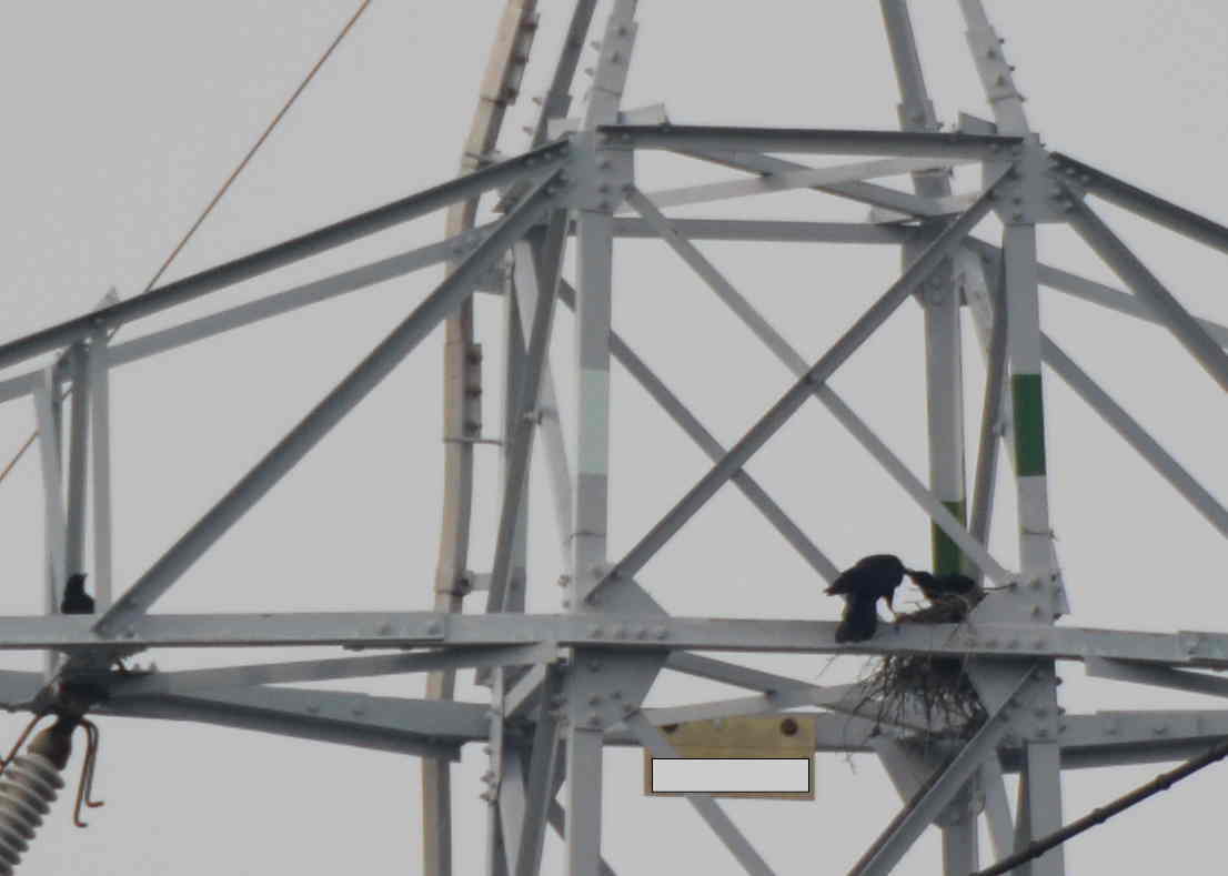 カラスの巣立ち