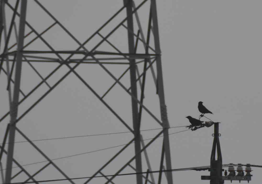 カラスの巣立ち