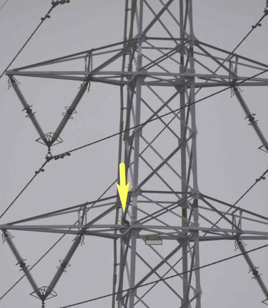 カラスの巣立ち