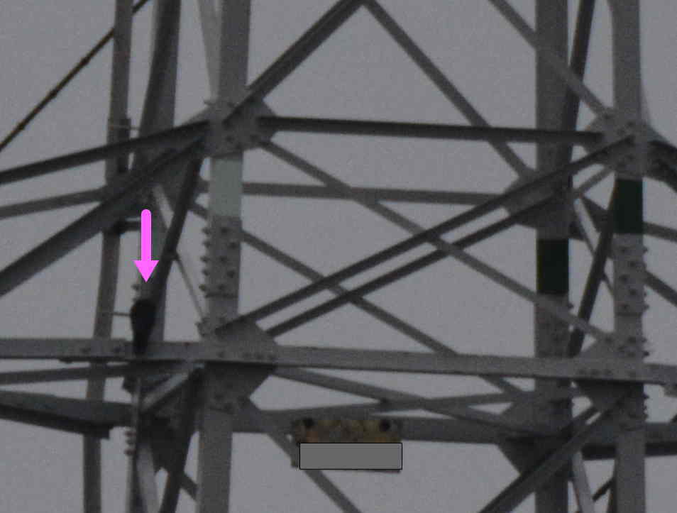 カラスの巣立ち