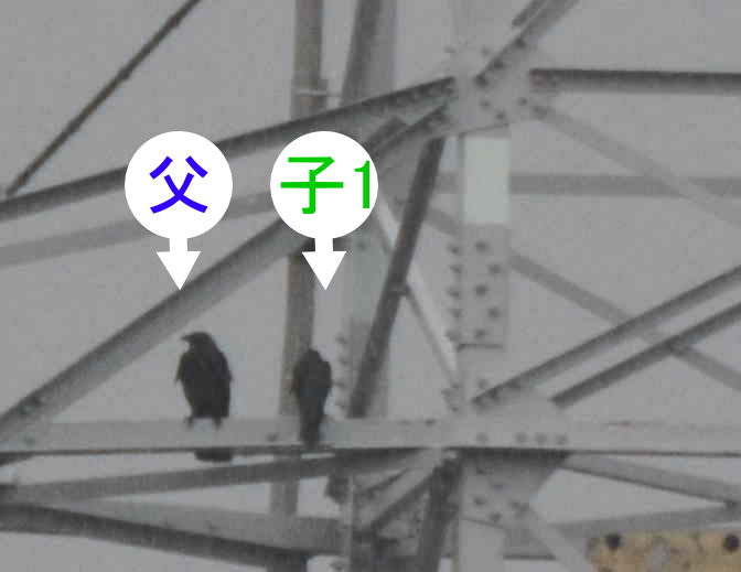 カラスの巣立ち