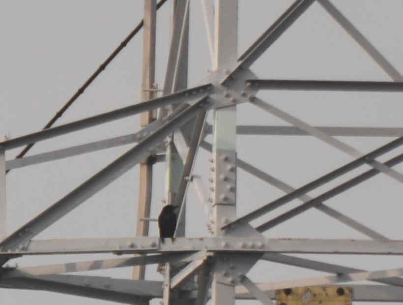 カラスの巣立ち