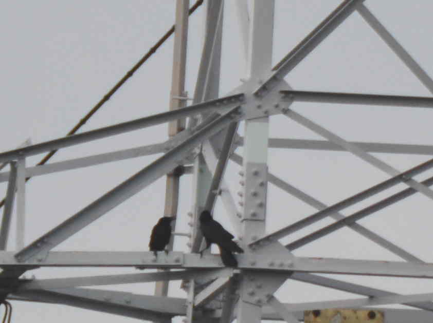 カラスの巣立ち