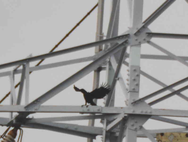 カラスの巣立ち