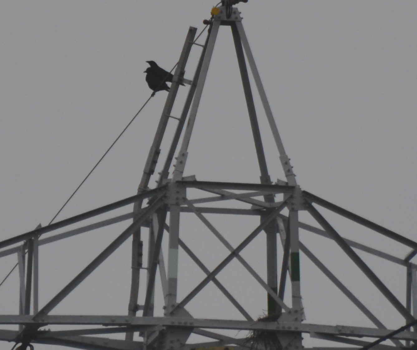 カラスの巣立ち