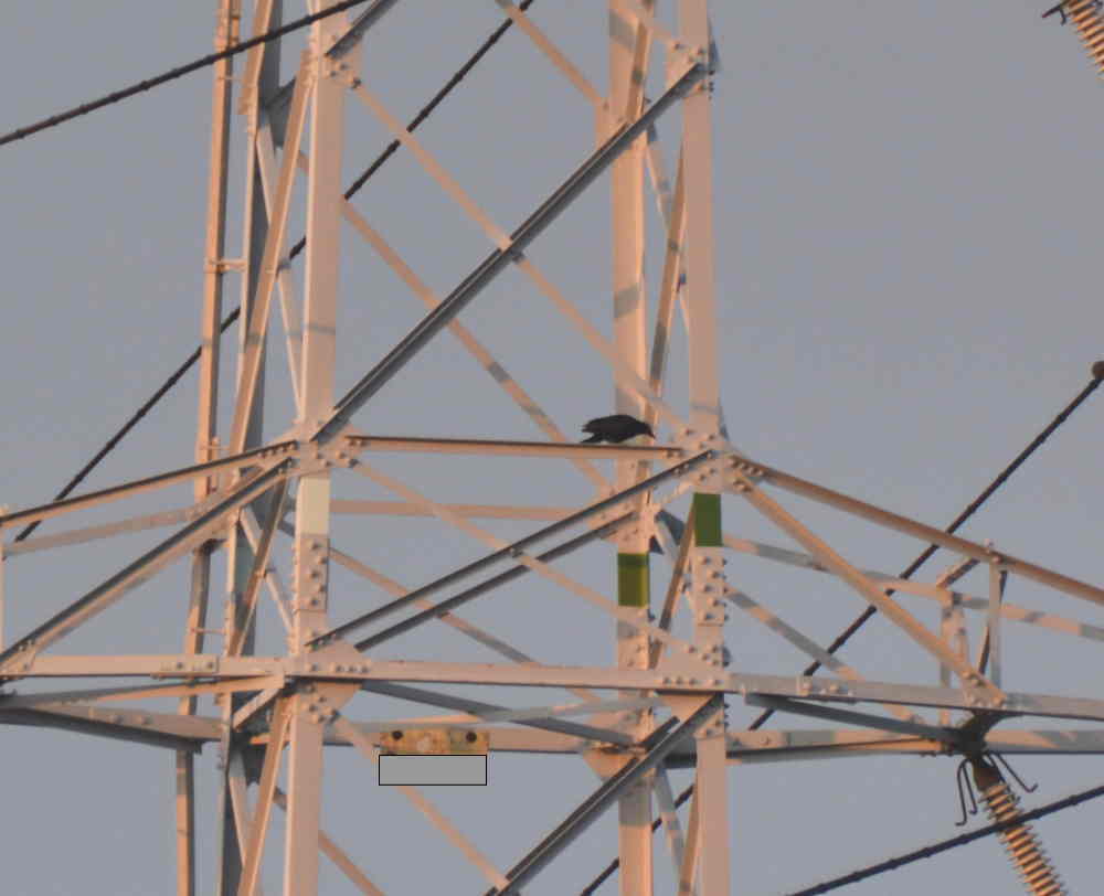 カラスの巣立ち