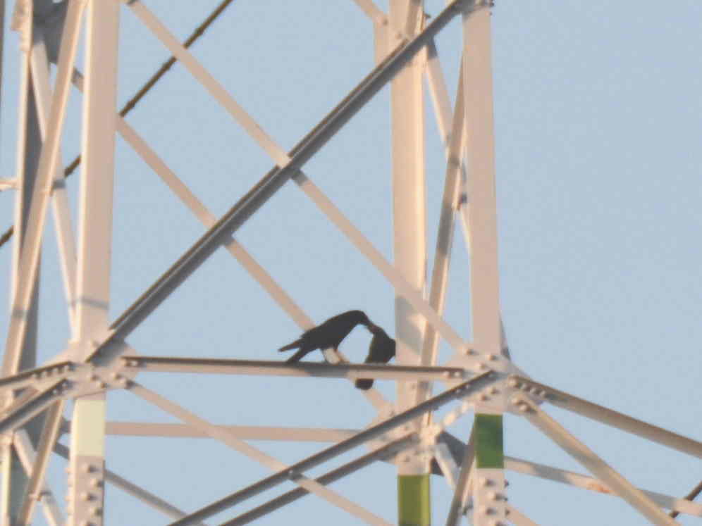 カラスの巣立ち