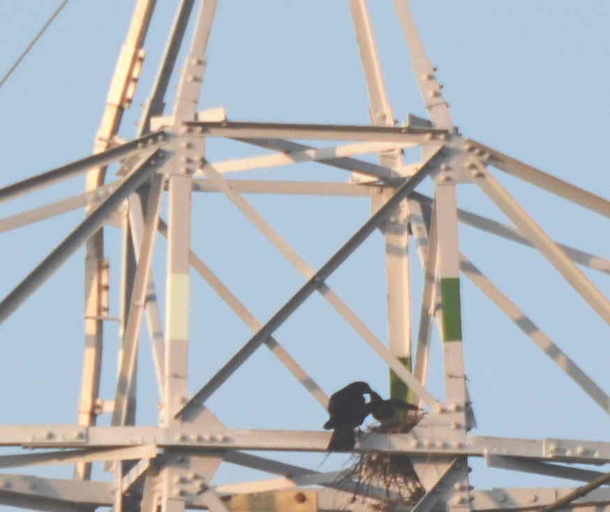 カラスの巣立ち