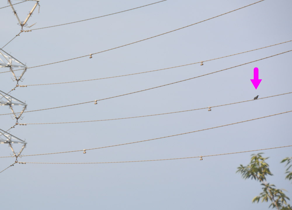 カラスの巣立ち