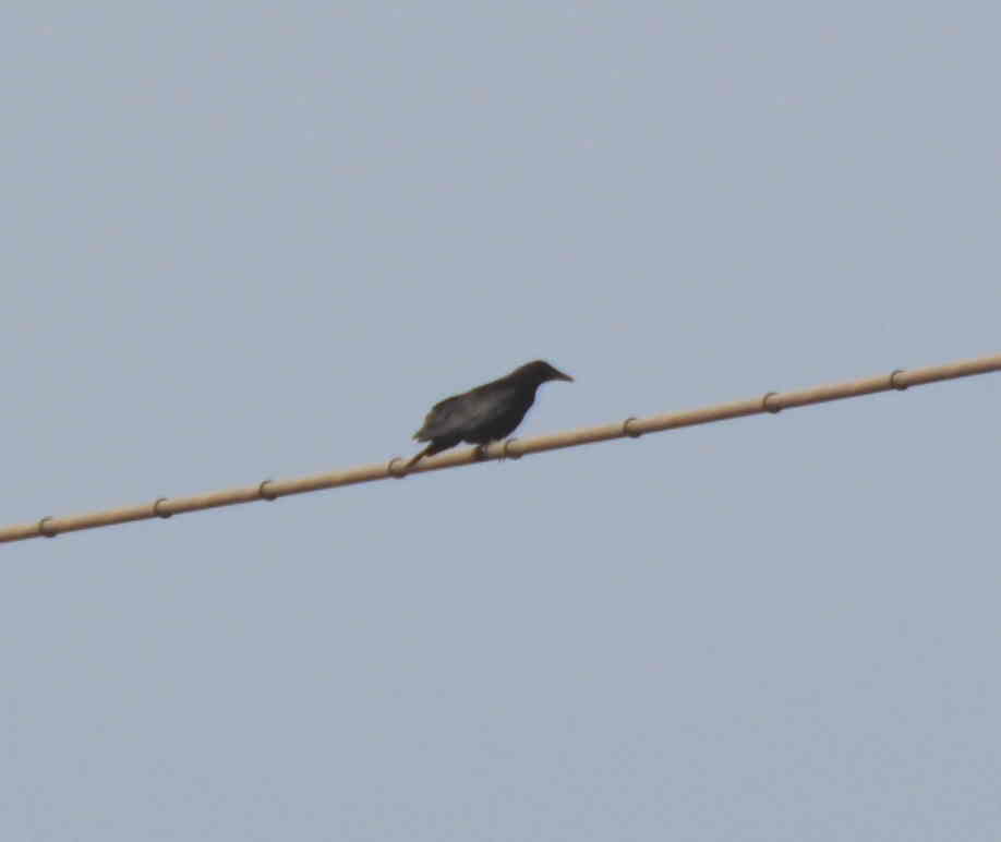 カラスの巣立ち