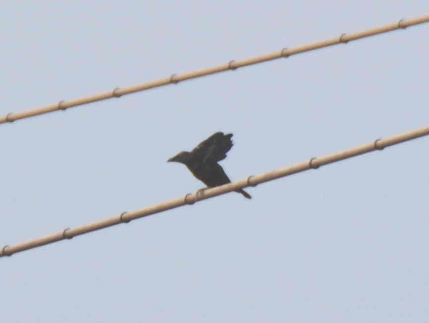 カラスの巣立ち