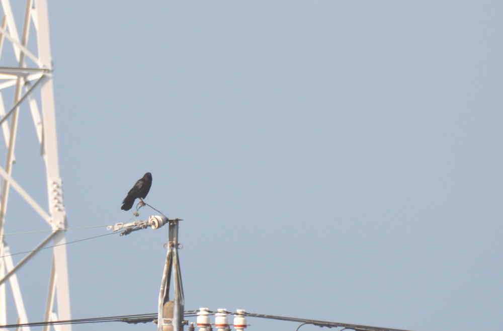 カラスの巣立ち